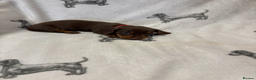 Dachshund dogs for sale: Minatare Dachshund - Advert 6