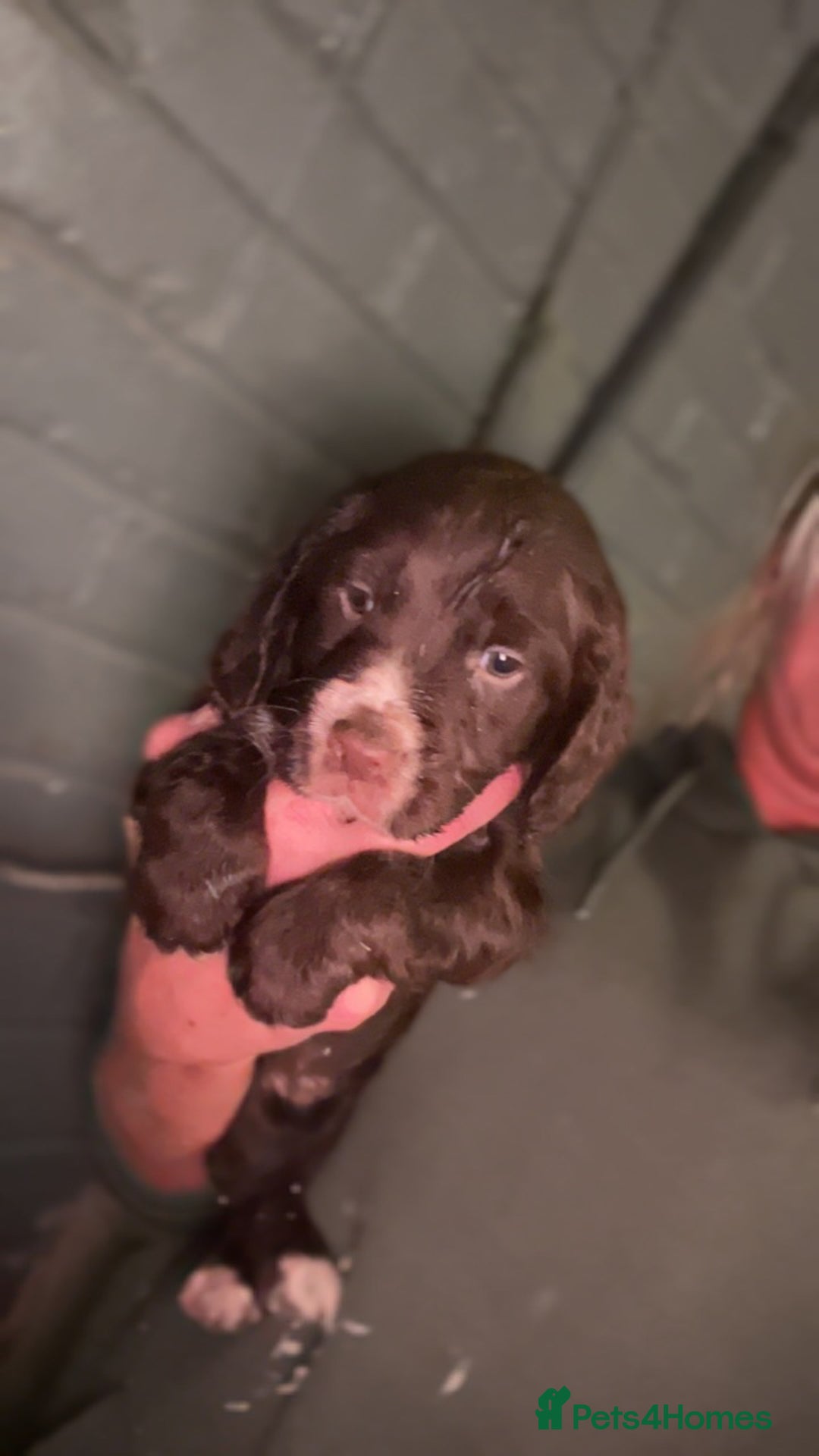 Cocker Spaniel dogs for sale: Cocker spaniel  - Image 12