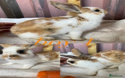 Mini Lion Lop rabbits for sale: mixed litter of mini lion lops - Image 10