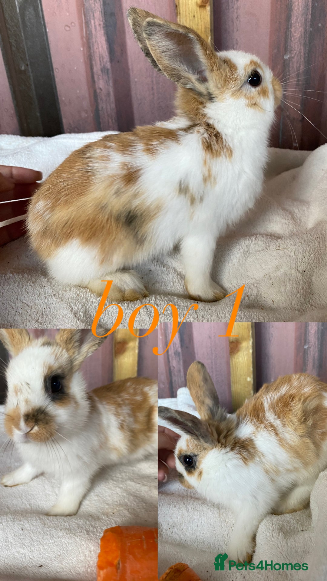 Mini Lion Lop rabbits for sale: mixed litter of mini lion lops - Image 10