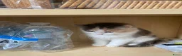 Mixed Breed cats for sale: 4 Beautiful Kittens Ready for Their Forever Homes in Manchester - Advert 6