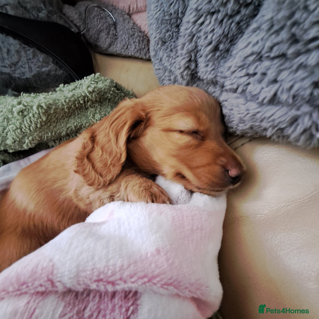Miniature Dachshund dogs for sale: 3 Cute Longhaired Mini Dachshunds Pedigree - Image 15