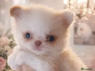 Chihuahua dogs Gorgeous , tiny Longcoat Boy Kc 🌟🌟🌟🌟🌟 - Advert 6