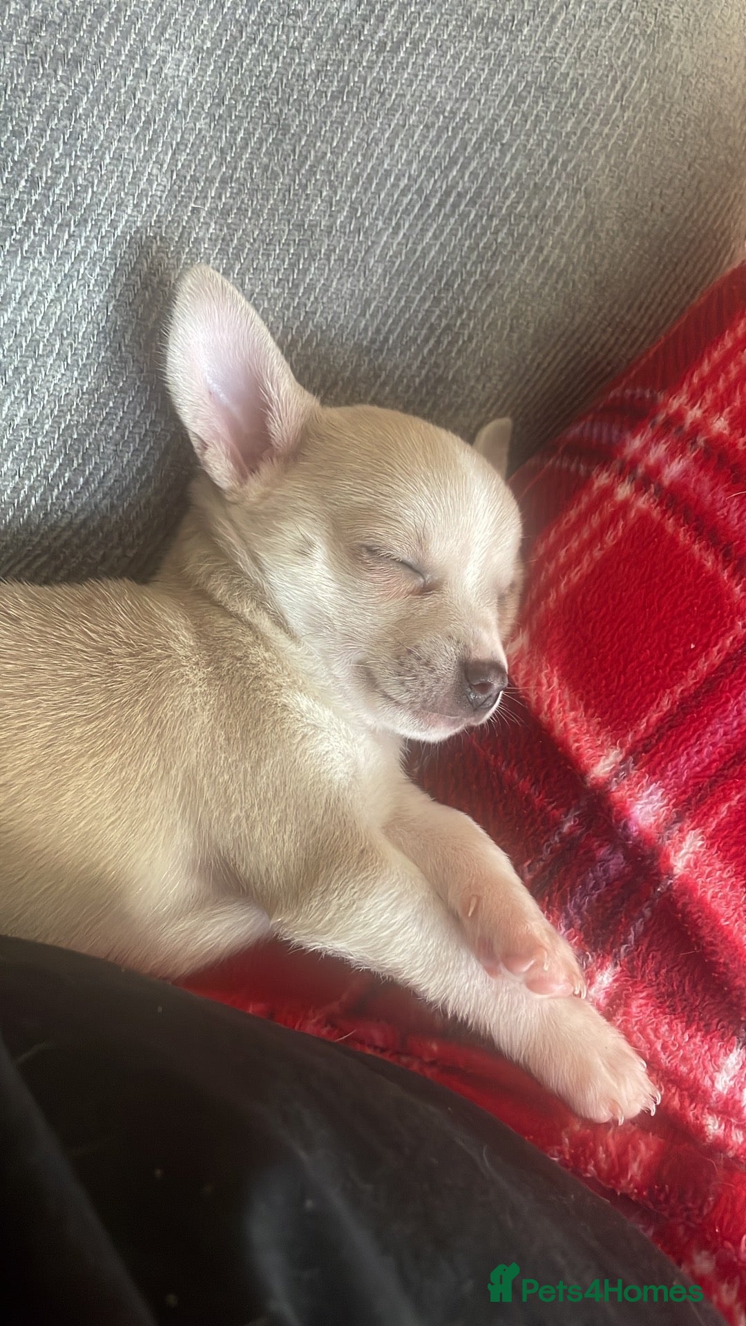 Chihuahua dogs for sale: 🌸🩵 READY NOW! KC CHIHUAHUAS 🩵🌸 - Advert 1