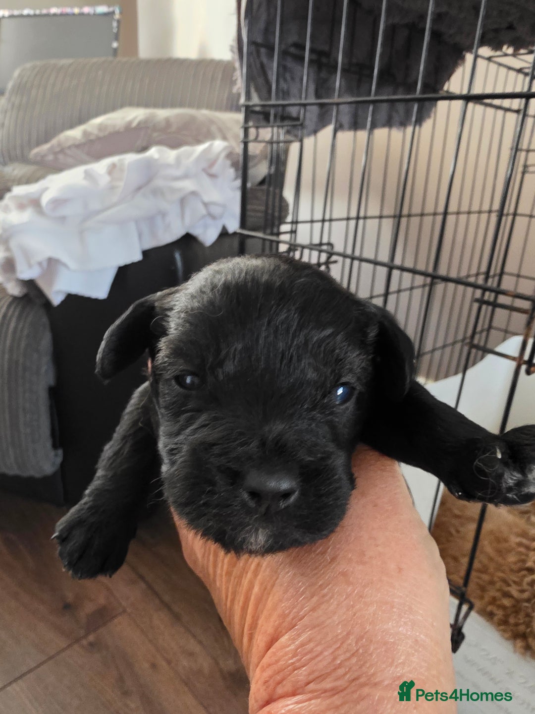 Mixed Breed dogs for sale: Schnockerpoo's - Image 8