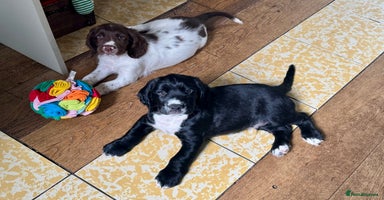 Sprocker dogs - Advert 6