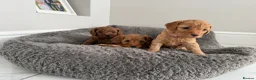 Mixed Breed dogs for sale: Cockapoo cross cavapoo puppies available  - Advert 7