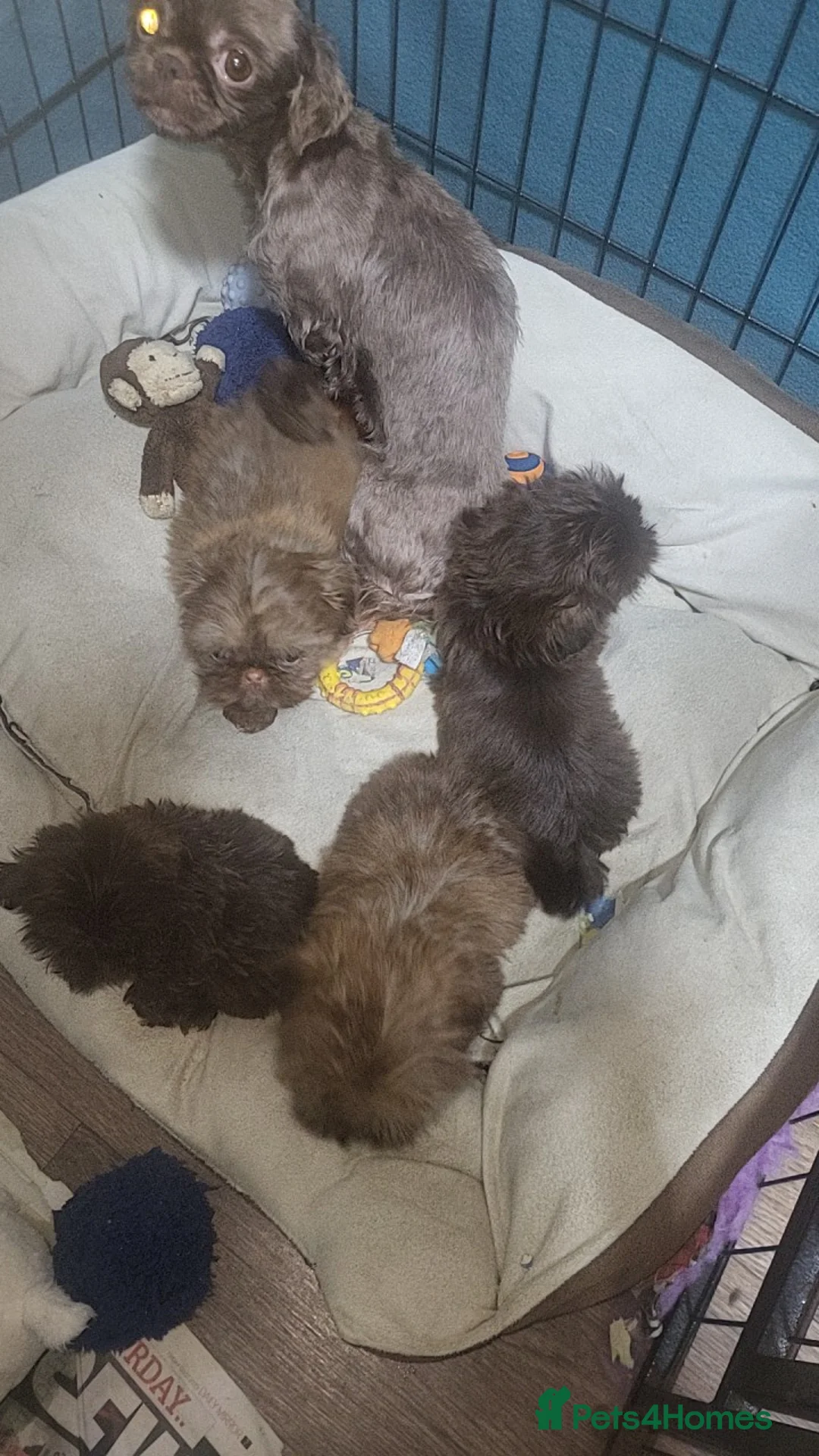 Shih Tzu dogs for sale: shih tzu imperial 1 solid choc boy left - Advert 7