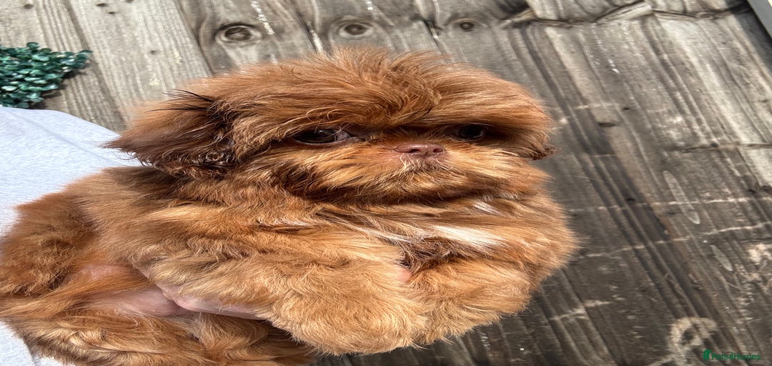 Gallery Image {{count}}