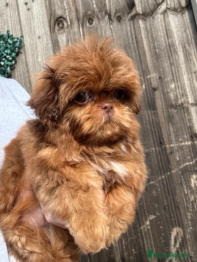 Gallery Image {{count}}