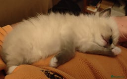 Ragdoll cats for sale: 4 beautiful ragdoll kittens for sale - Oxford - Image 20