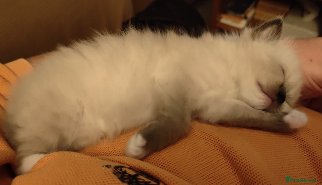 Ragdoll cats for sale: 4 beautiful ragdoll kittens for sale - Oxford - Image 20