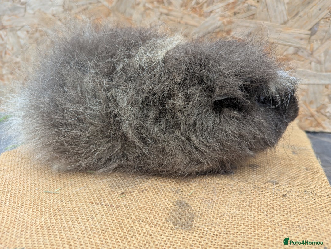 Guinea Pig rodents for sale: Swiss boar - Image 3
