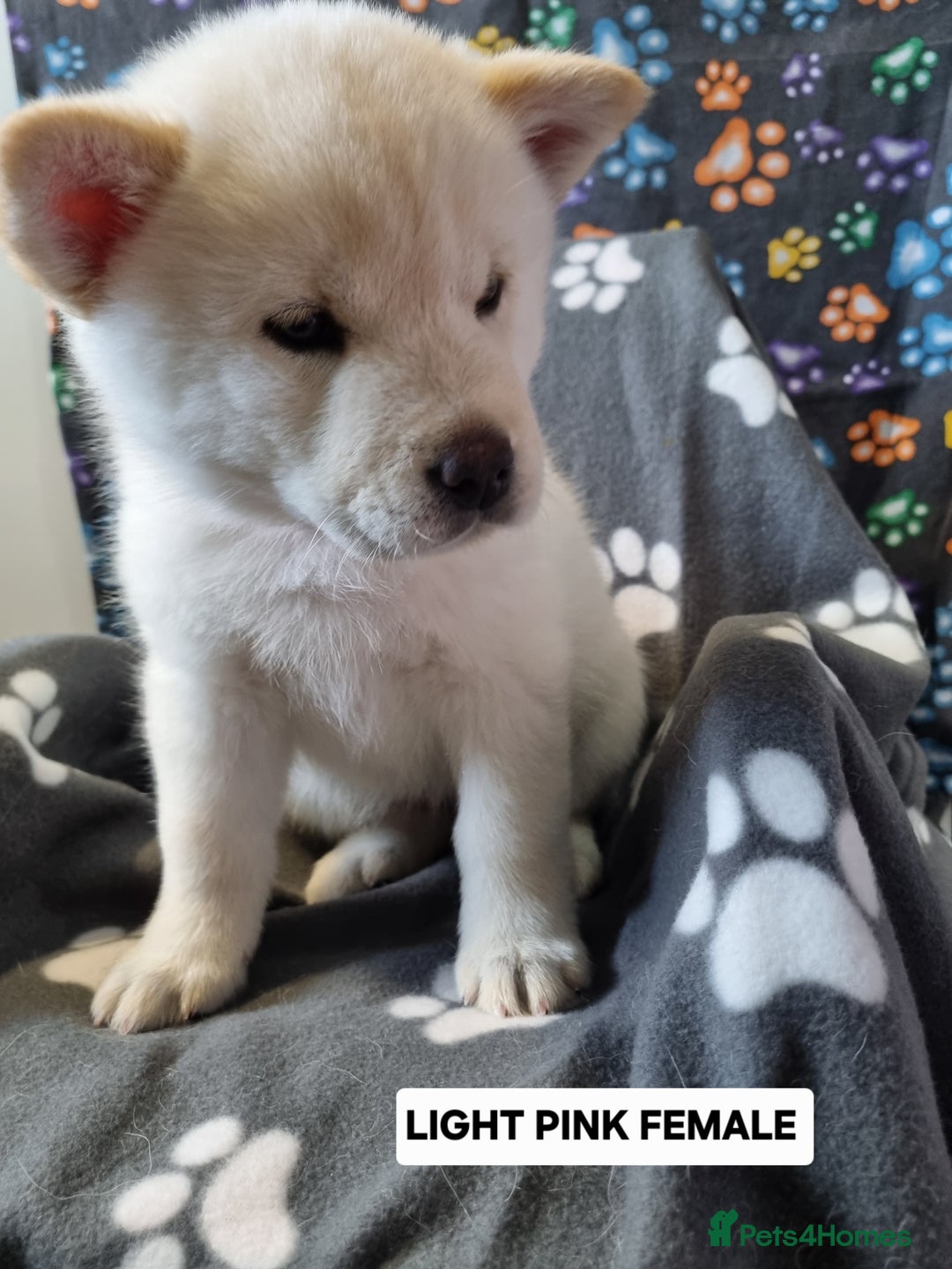 Mixed Breed dogs for sale: Chowsky pups - Image 3