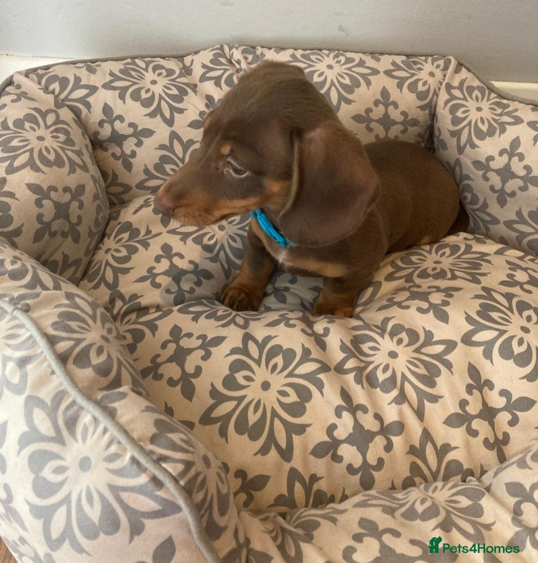Miniature Dachshund dogs for sale: Mini dachshund  - Image 18