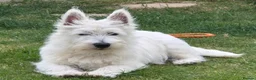 West Highland Terrier dogs for sale: 3 Boys and 2 Girl West Highland Terriers - Advert 2