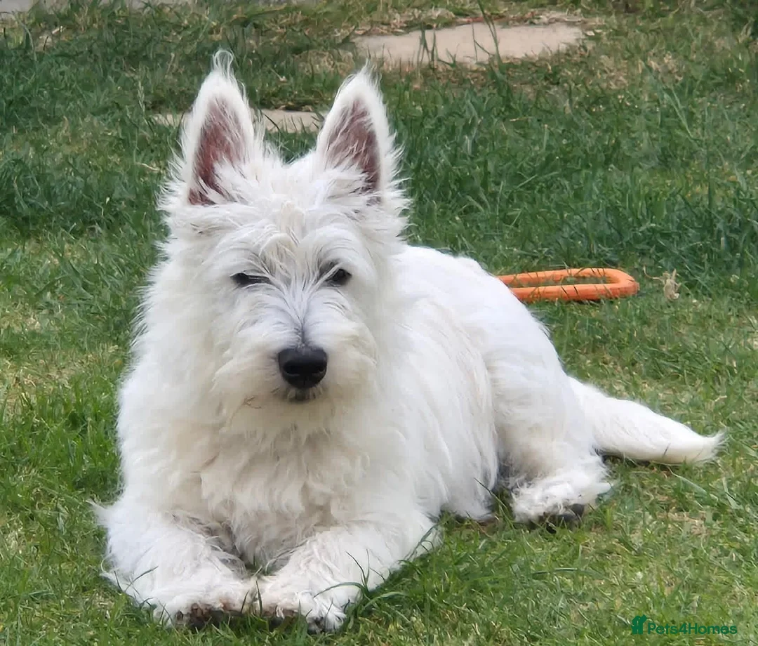 West Highland Terrier dogs for sale: 3 Boys and 2 Girl West Highland Terriers - Advert 2