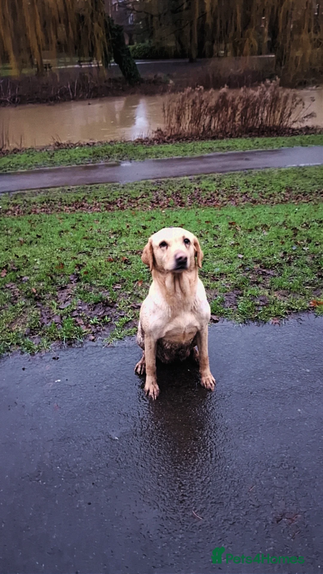 Cockerdor dogs Cockerdor Puppies - Advert 3