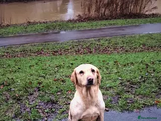 Cockerdor dogs Cockerdor Puppies - Advert 1