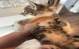 Mixed Breed cats for sale: 4 beautiful kittens left available soon! - Image 6