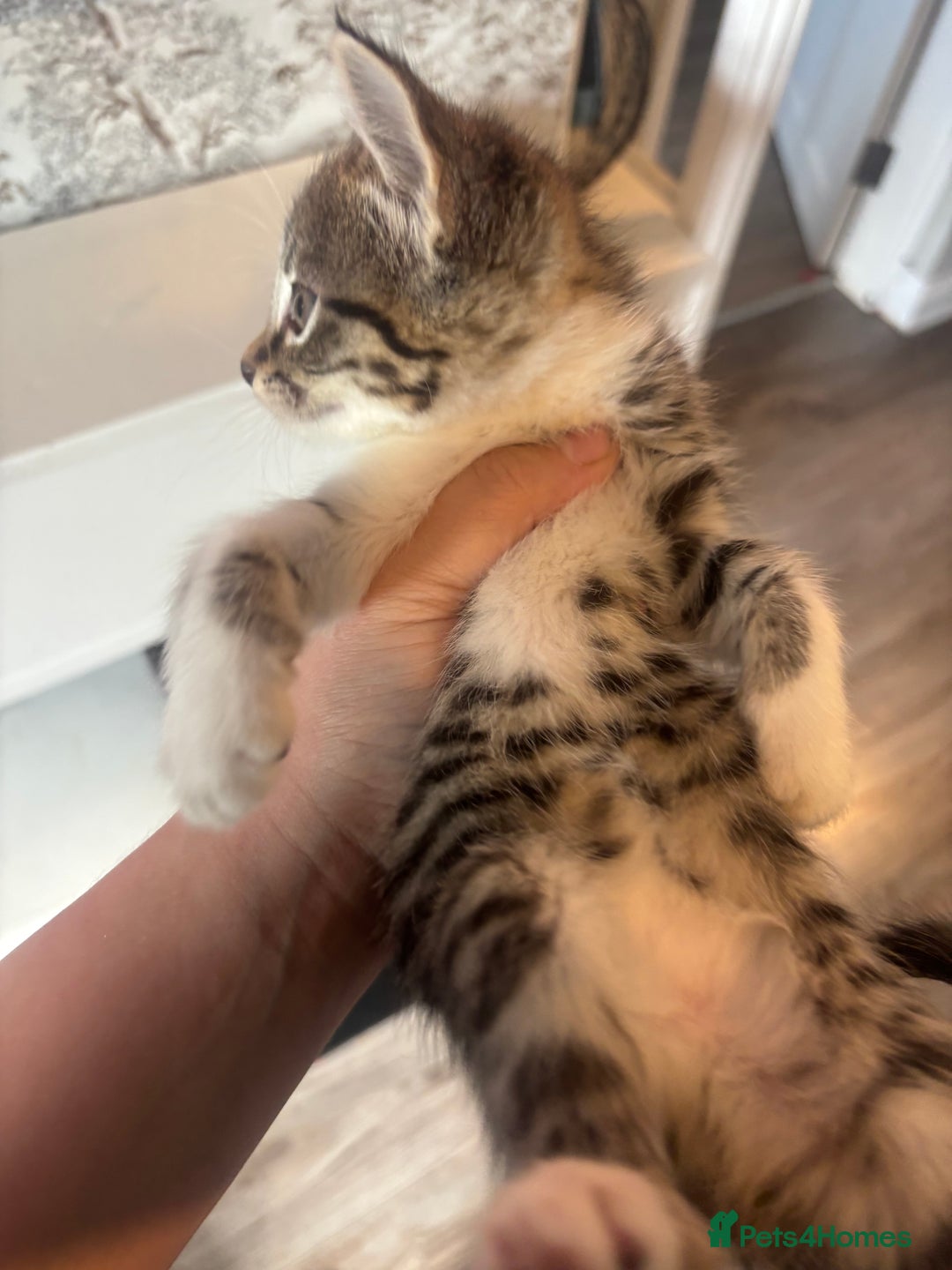 Mixed Breed cats for sale: 4 beautiful kittens left available soon! - Image 6