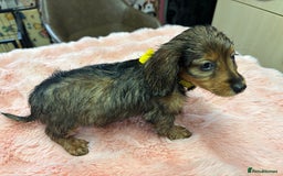 Mixed Breed dogs for sale: Puppies - Image 12