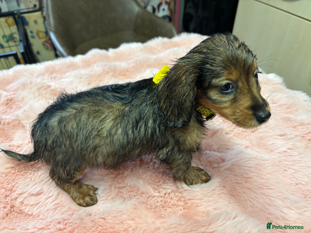 Mixed Breed dogs for sale: Puppies - Image 12