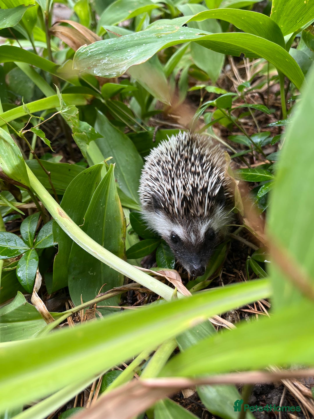 Pygmy Hedgehog rodents for sale: 8 week old baby hoglets ready now- super friendly  - Image 6