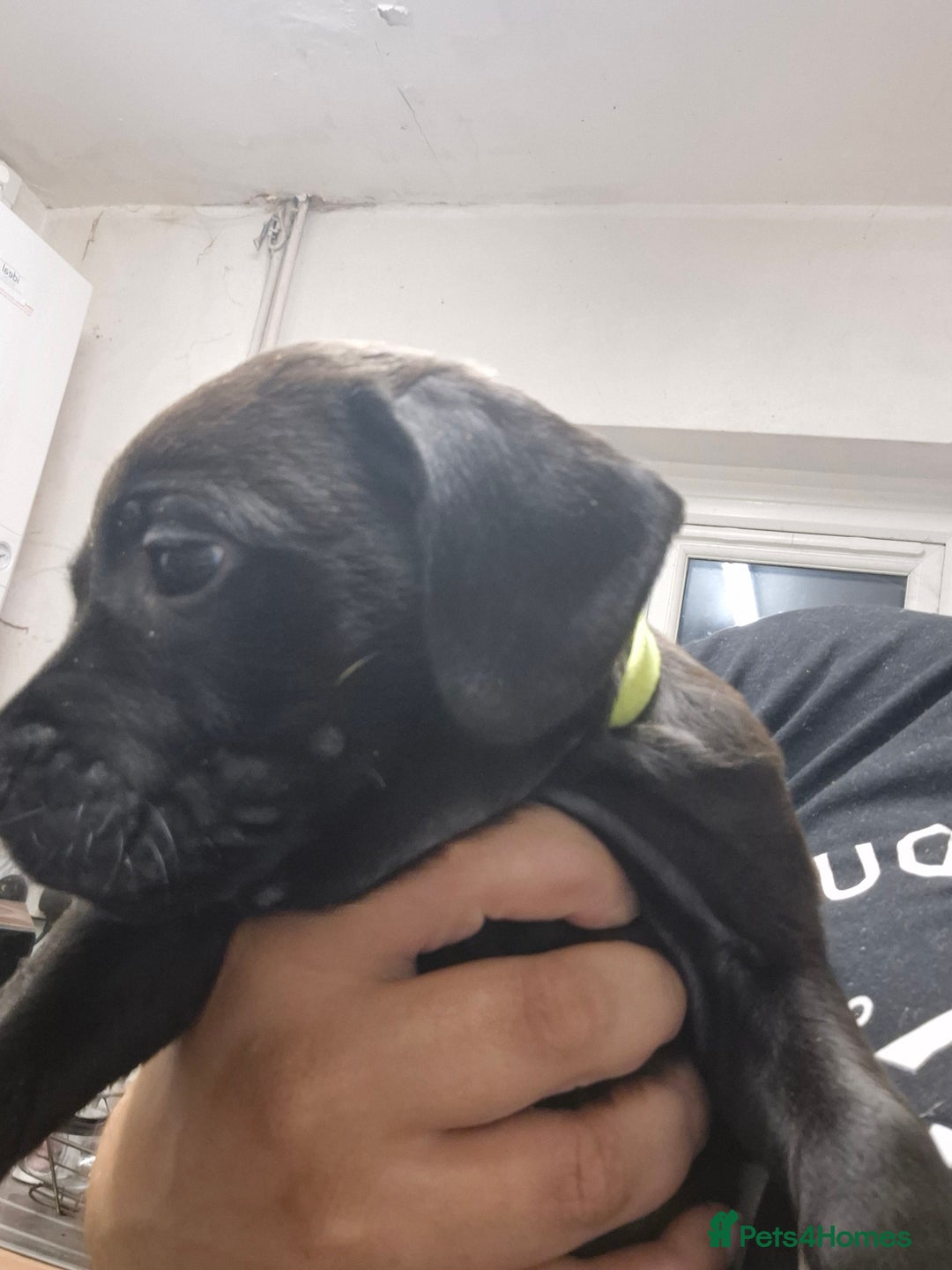 Mixed Breed dogs for sale: Beautiful litter of pups - Image 7