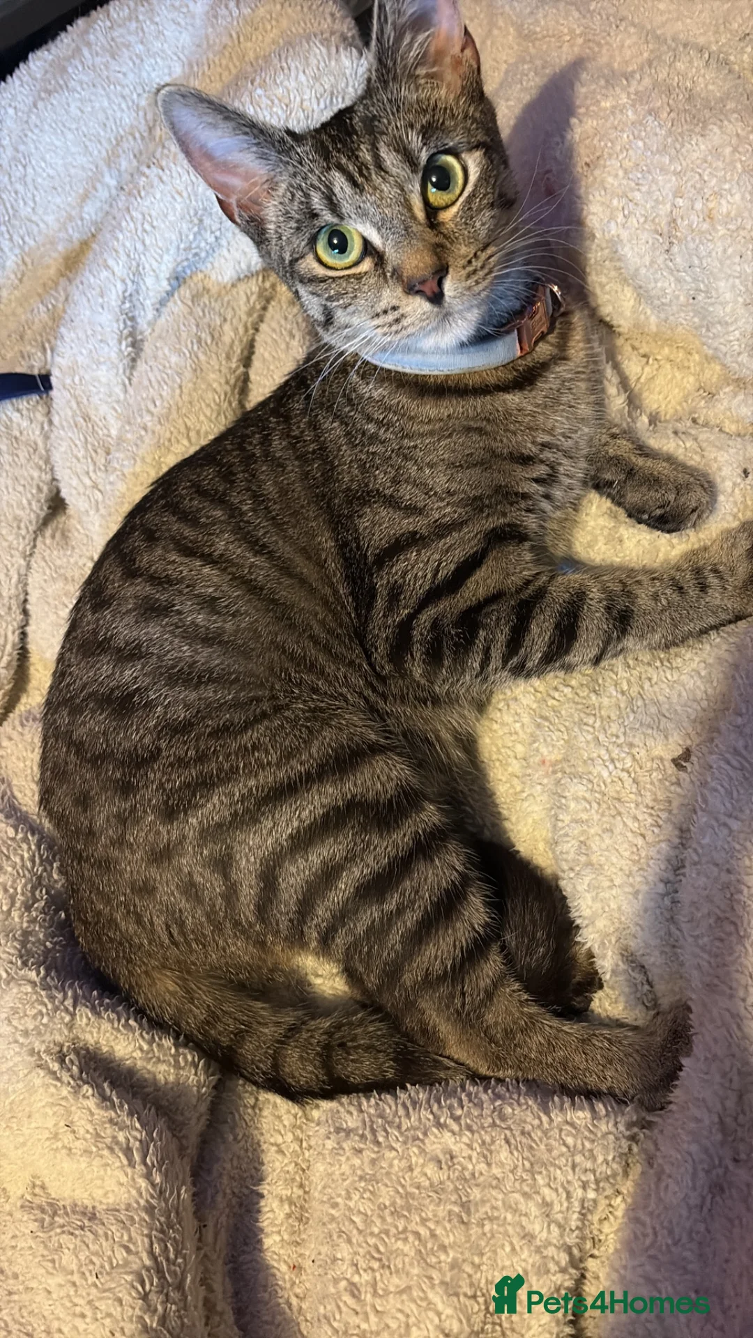 Mixed Breed cats for sale: 4 beautiful kittens for sale  - Advert 2