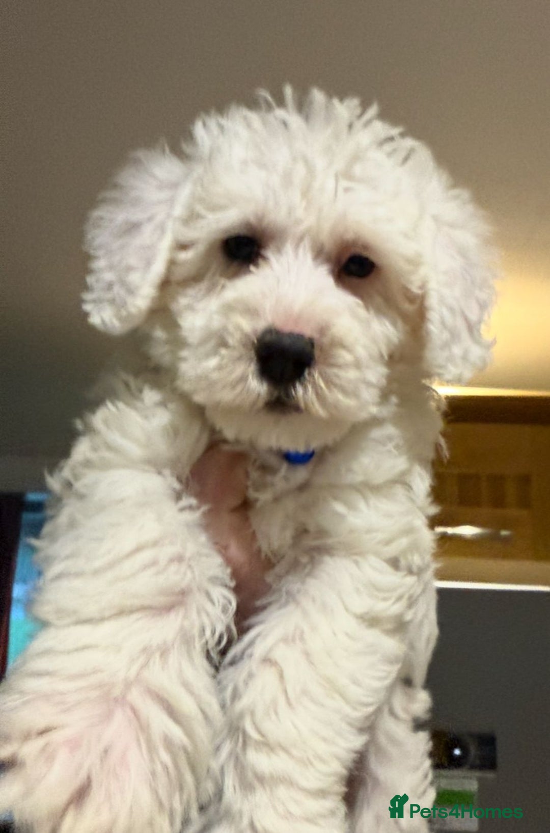 Mixed Breed dogs for sale: Toy Westiepoo Puppies - Non-Shed - Advert 10