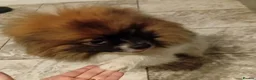 Pomeranian dogs for sale: Pomeranian puppies x 2boys  - Advert 3