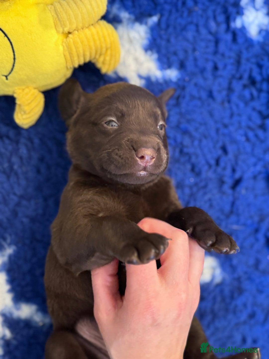 Labrador Retriever dogs for sale: Outstanding Quality Chocolate Labrador Puppies - Image 13