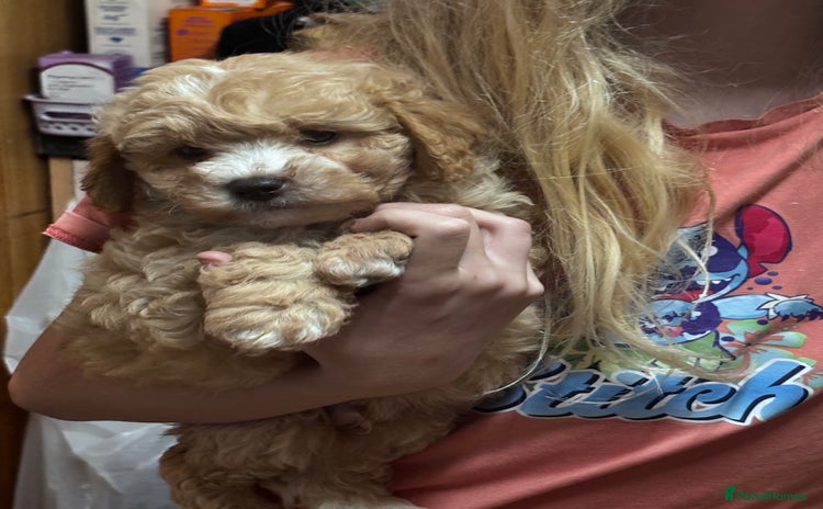 Cavapoo dogs - Advert 13