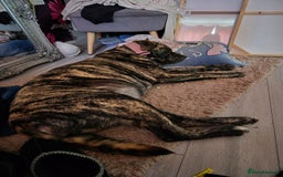 Mixed Breed dogs for sale: American Akita/Bullmastiff cross - Image 27