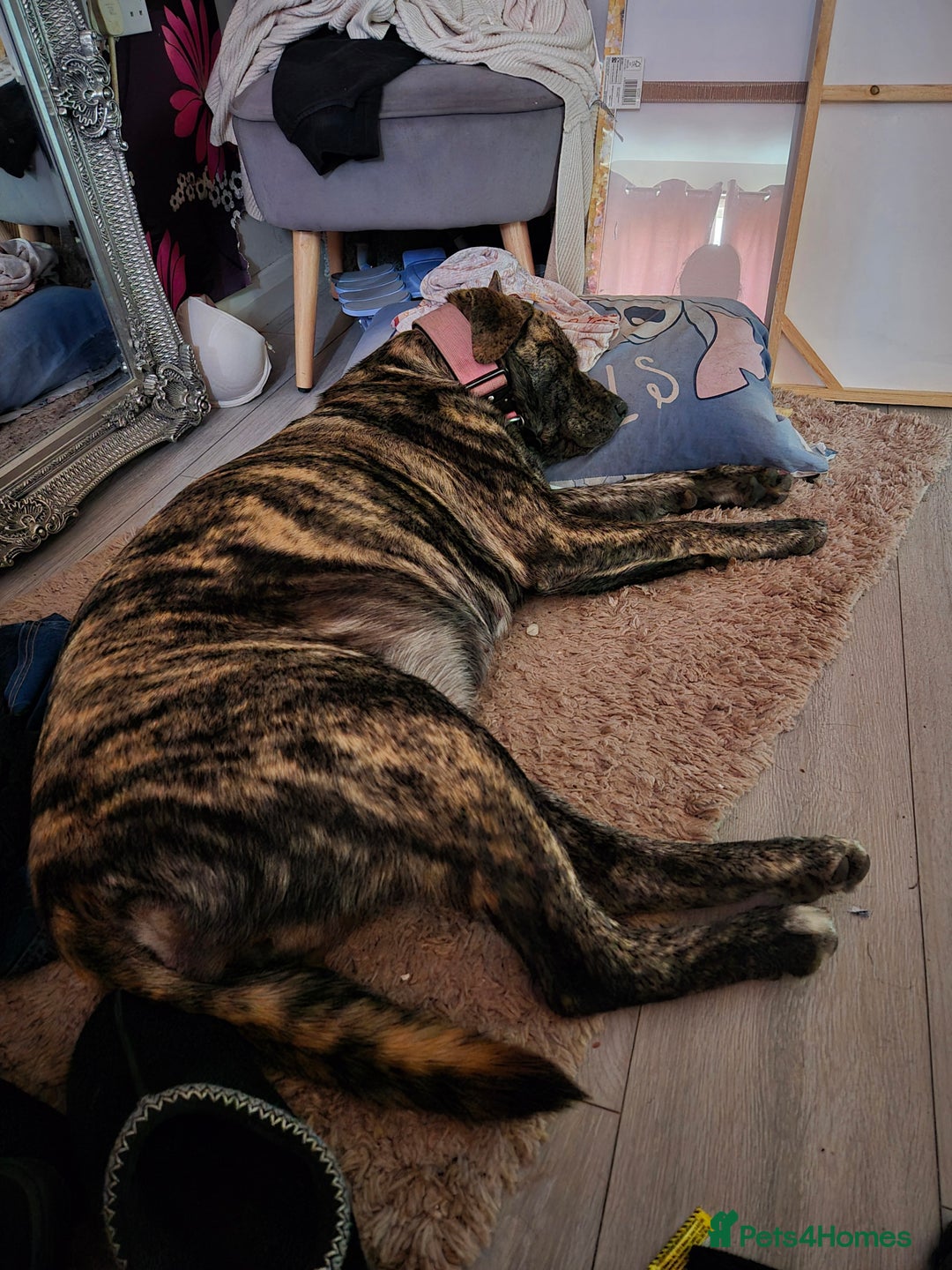 Mixed Breed dogs for sale: American Akita/Bullmastiff cross - Image 27
