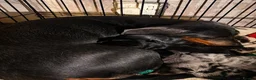 Miniature Dachshund dogs for sale: Gorgeous mini dachshund pups  - Advert 4