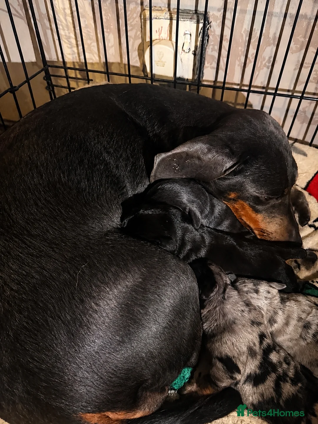 Miniature Dachshund dogs for sale: Gorgeous mini dachshund pups  - Advert 4