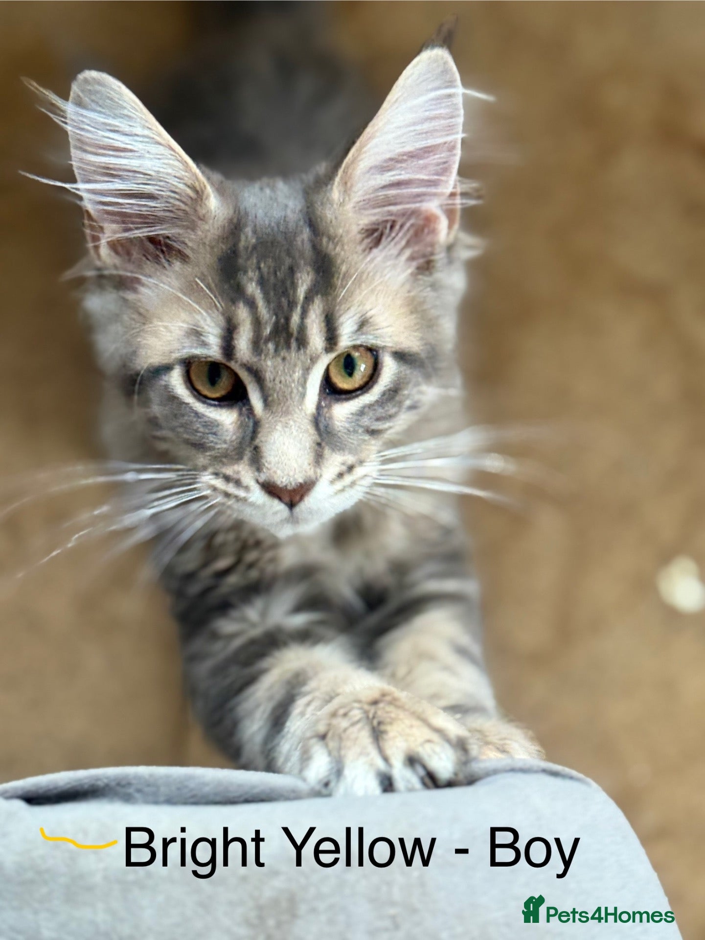 Maine Coon cats Stunning Maine Coon Kittens Looking for 5⭐️ Homes - Advert 2
