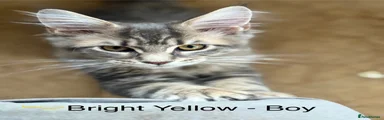 Bright yellow