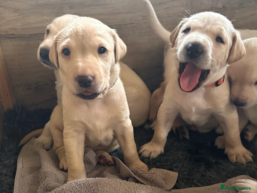 Labrador Retriever dogs for sale: Beautiful KC Reg Labrador Puppies: Ready 1st May - Advert 24