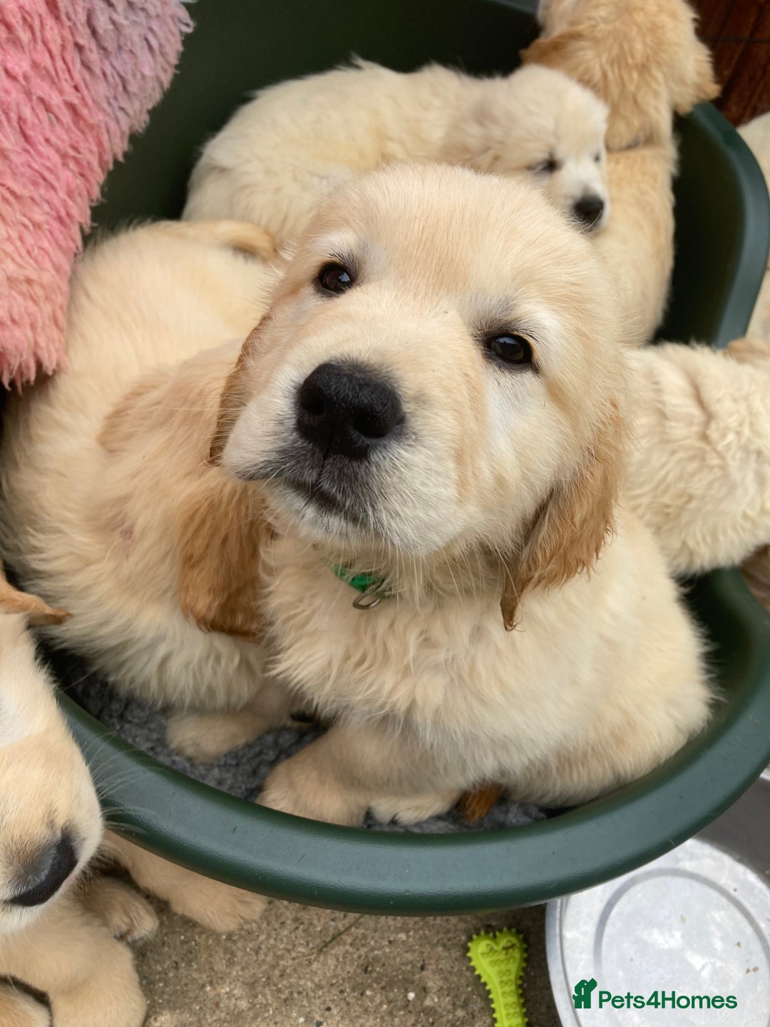 Golden Retriever dogs for sale: K. C stunning Puppies  - Image 4