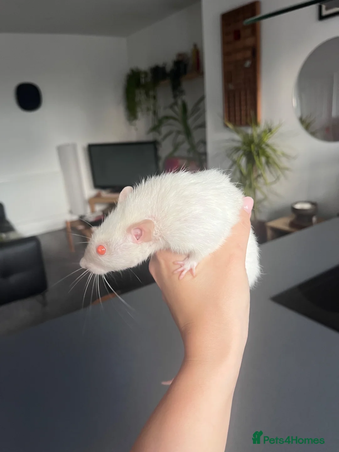 Rat rodents for sale: 2 female rats (1x straight coat 1x Rex) in Prenton - Advert 2