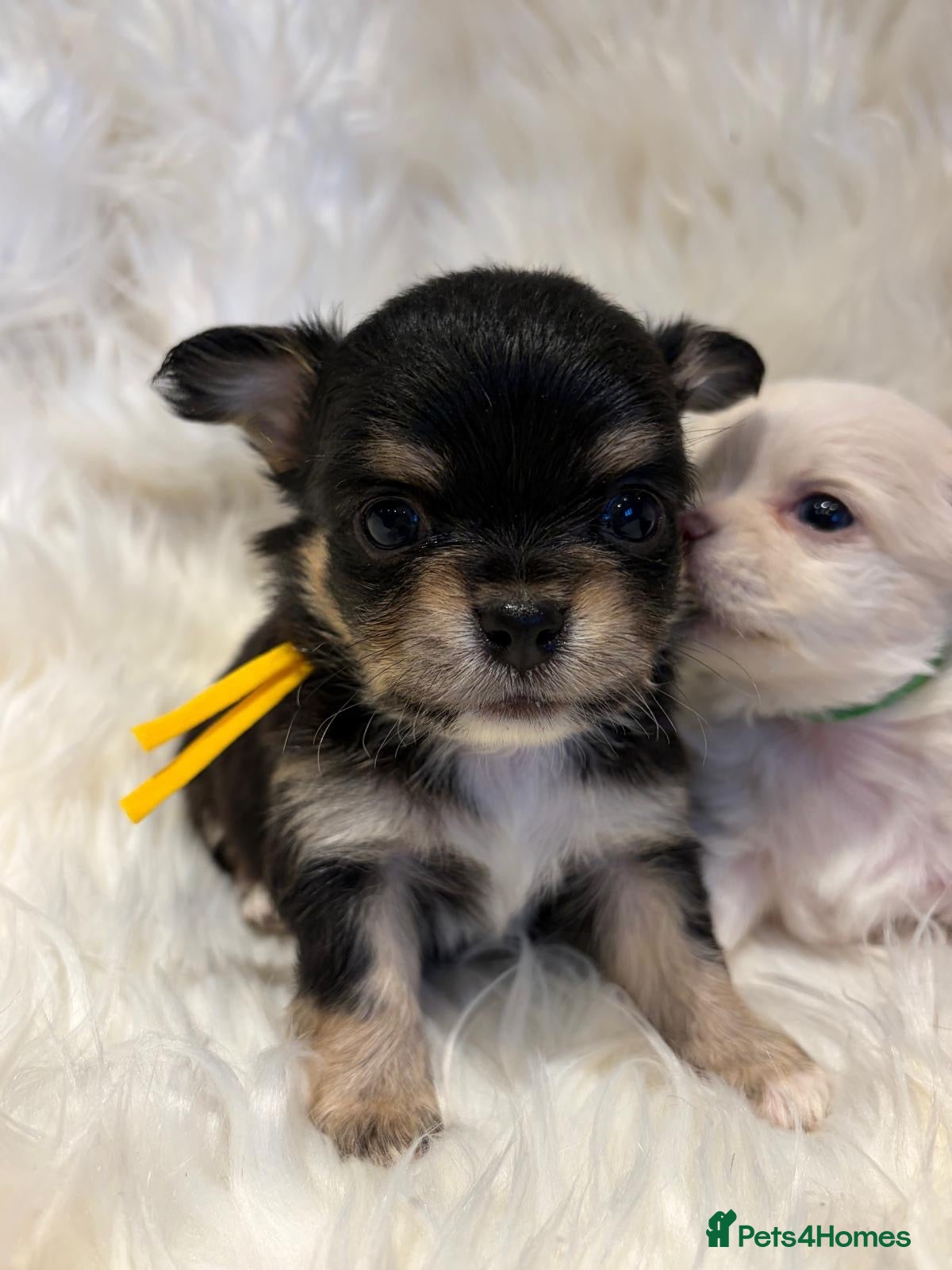 Chihuahua dogs 🐾 TINY KC registered Chihuahua puppies 🐾 - Advert 1