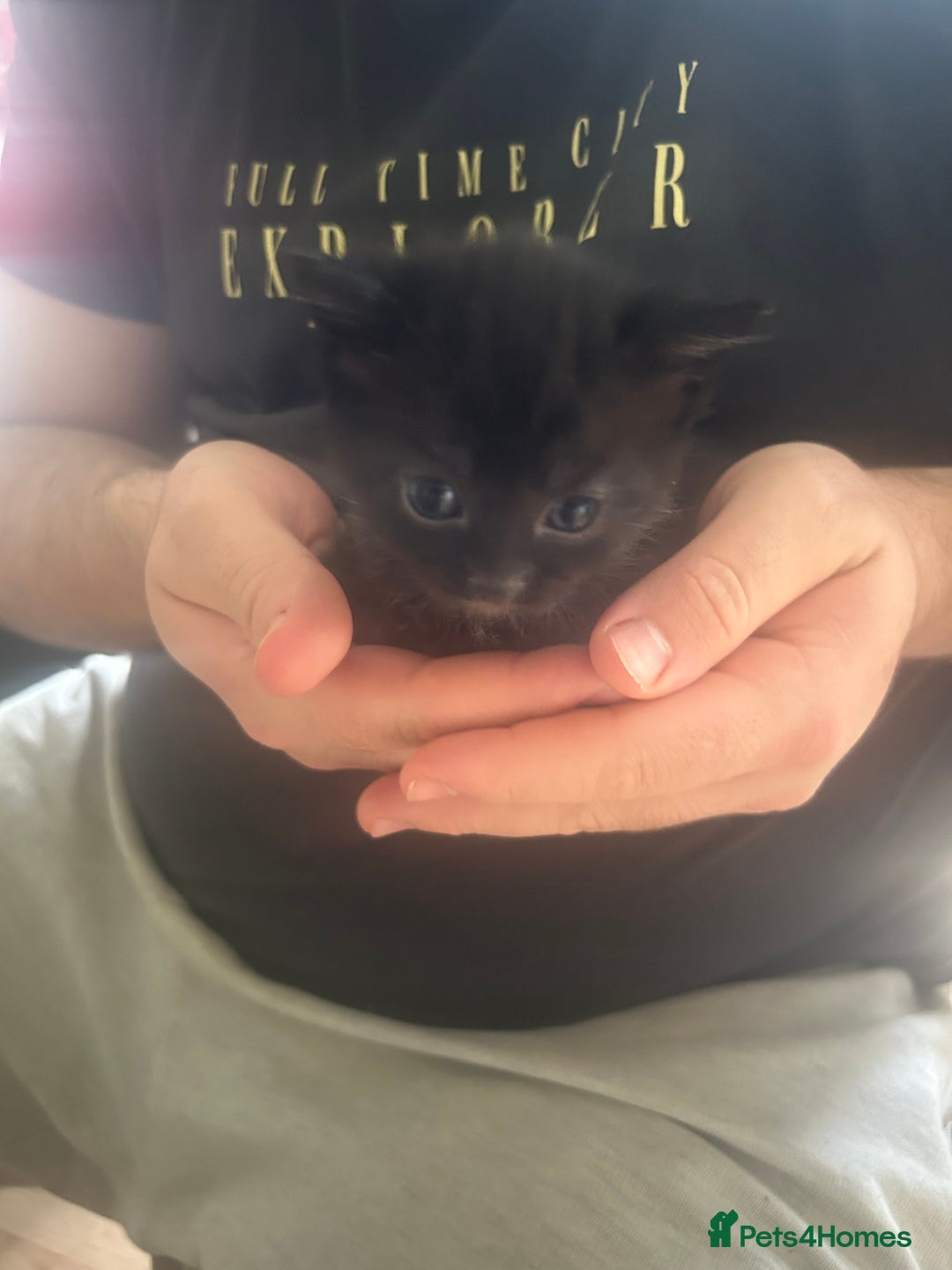 Mixed Breed cats for sale: 9 beautiful kittens  - Image 4