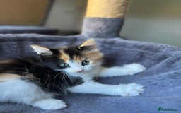 Mixed Breed cats for sale: 4 kittens for sale from 2 litters - Image 6