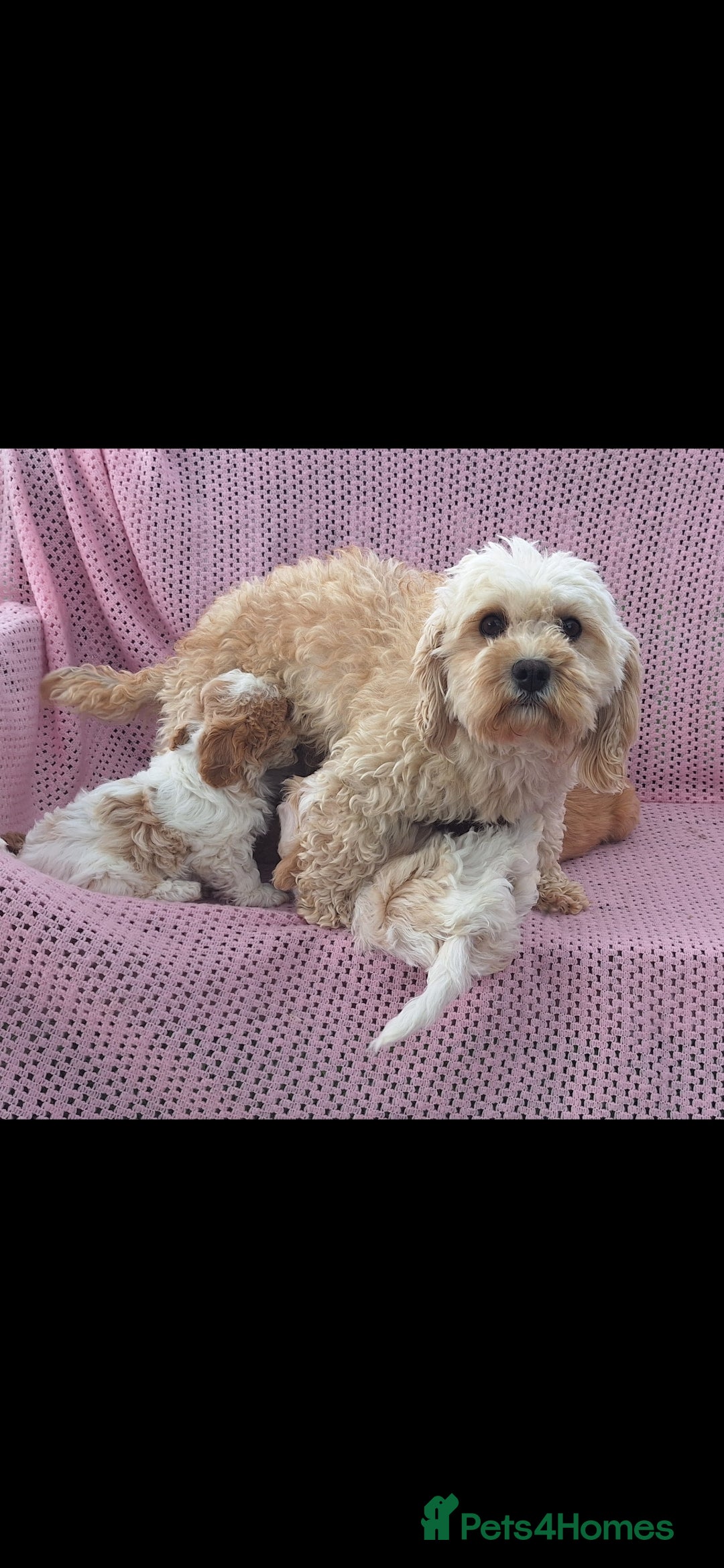 Cavachon dogs for sale: Cavachon Puppies for sale - Image 7