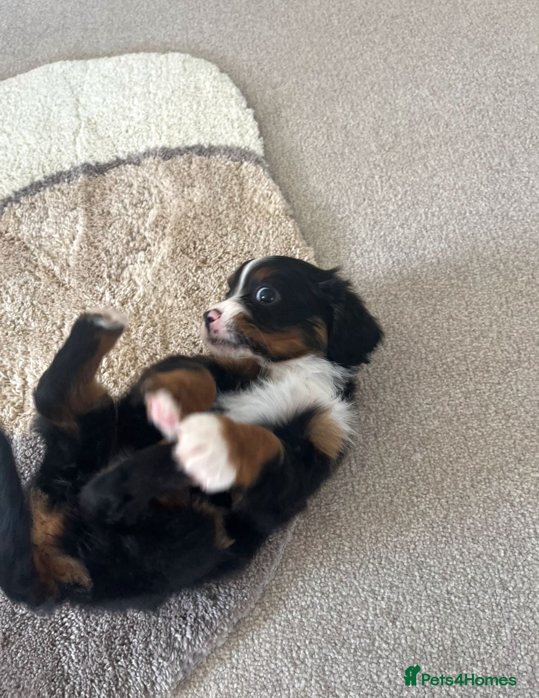 Cavapoo dogs for sale: Tri cavapoo puppy ready now  - Image 8