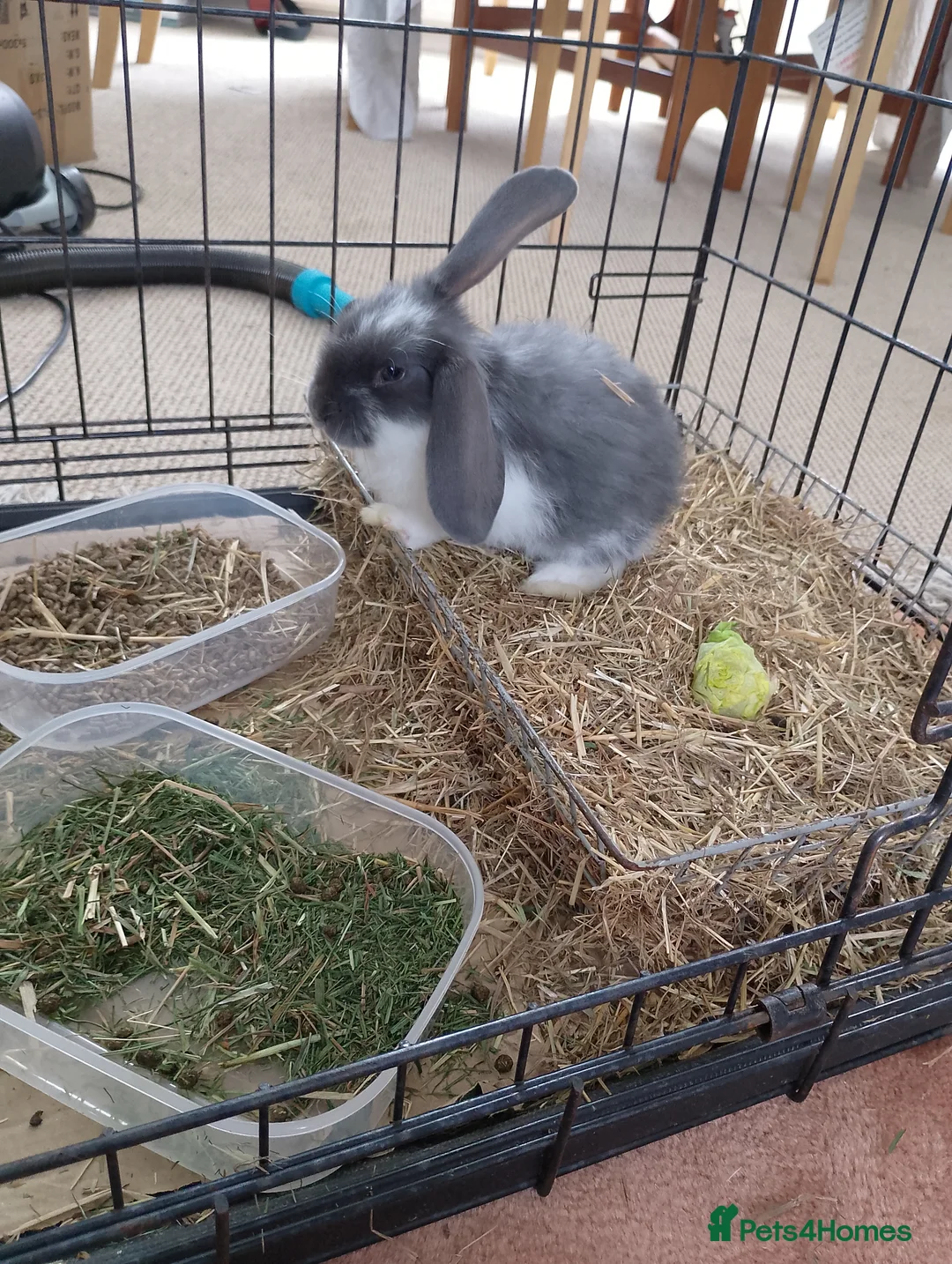 French Lop rabbits for sale: Sweet 7 week old baby boy french lop for sale in Hastings - Advert 7