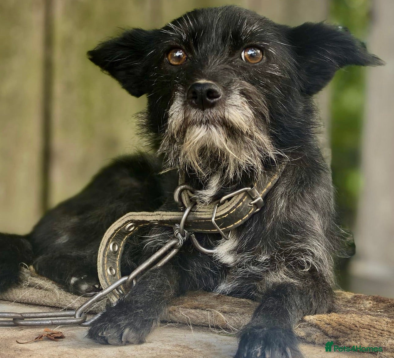 Norfolk Terrier dogs KNOPA – Female Norfolk Terrier - Advert 2